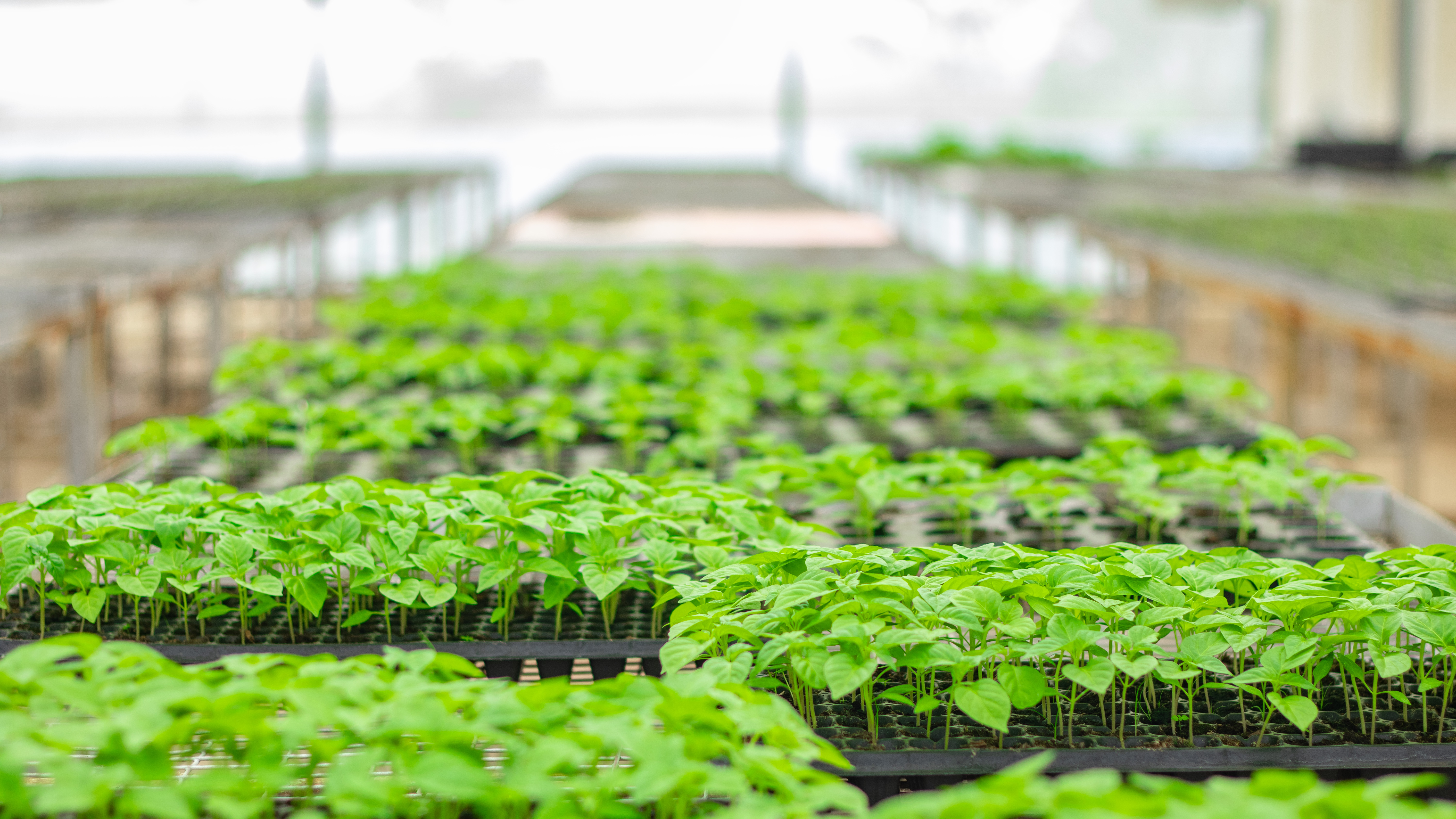 Agriculture in Nigeria